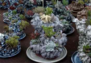 Lebende Pflanzen auf dem Tongefäß