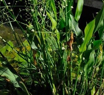 alisma-lanceolatum9.jpg